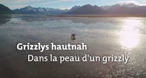 Grizzlys hautnah