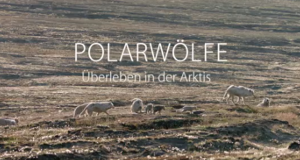 Polarwölfe
