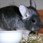 Chinchi